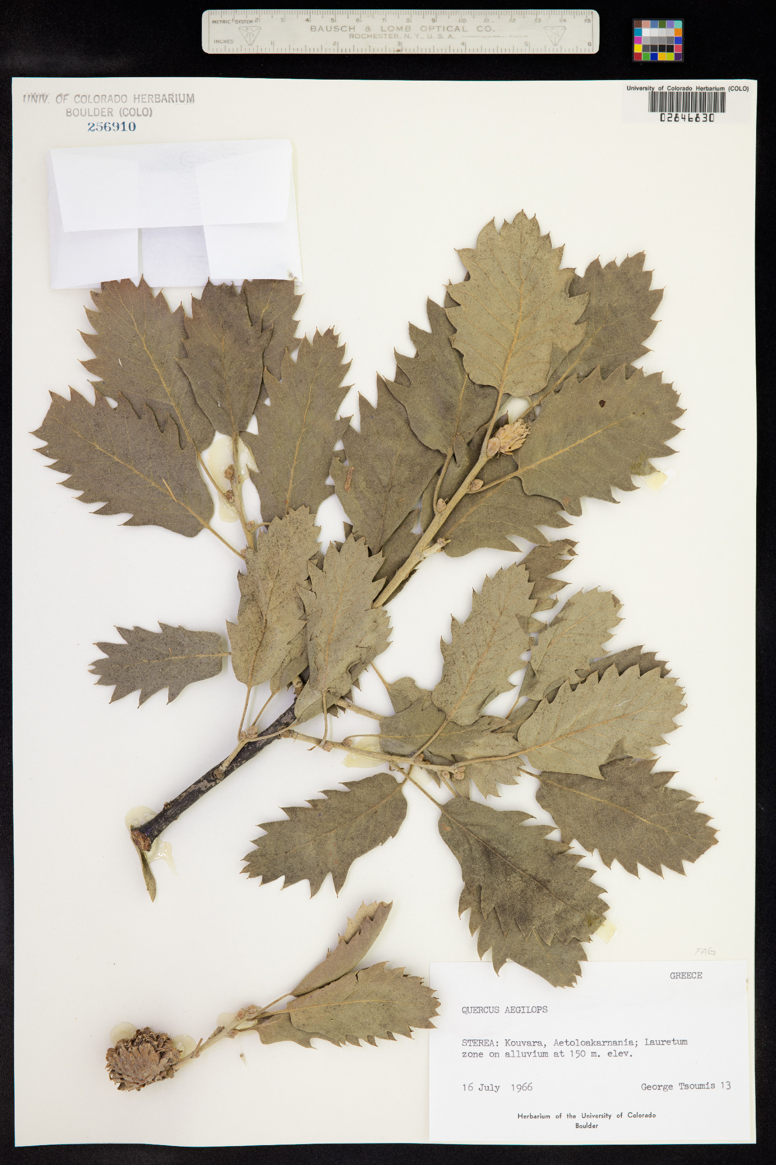 Quercus aegilops image