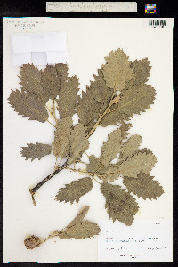 Image of Quercus aegilops