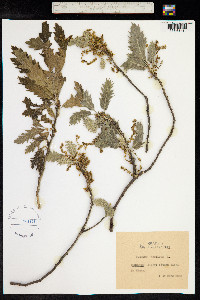 Quercus aegilops image