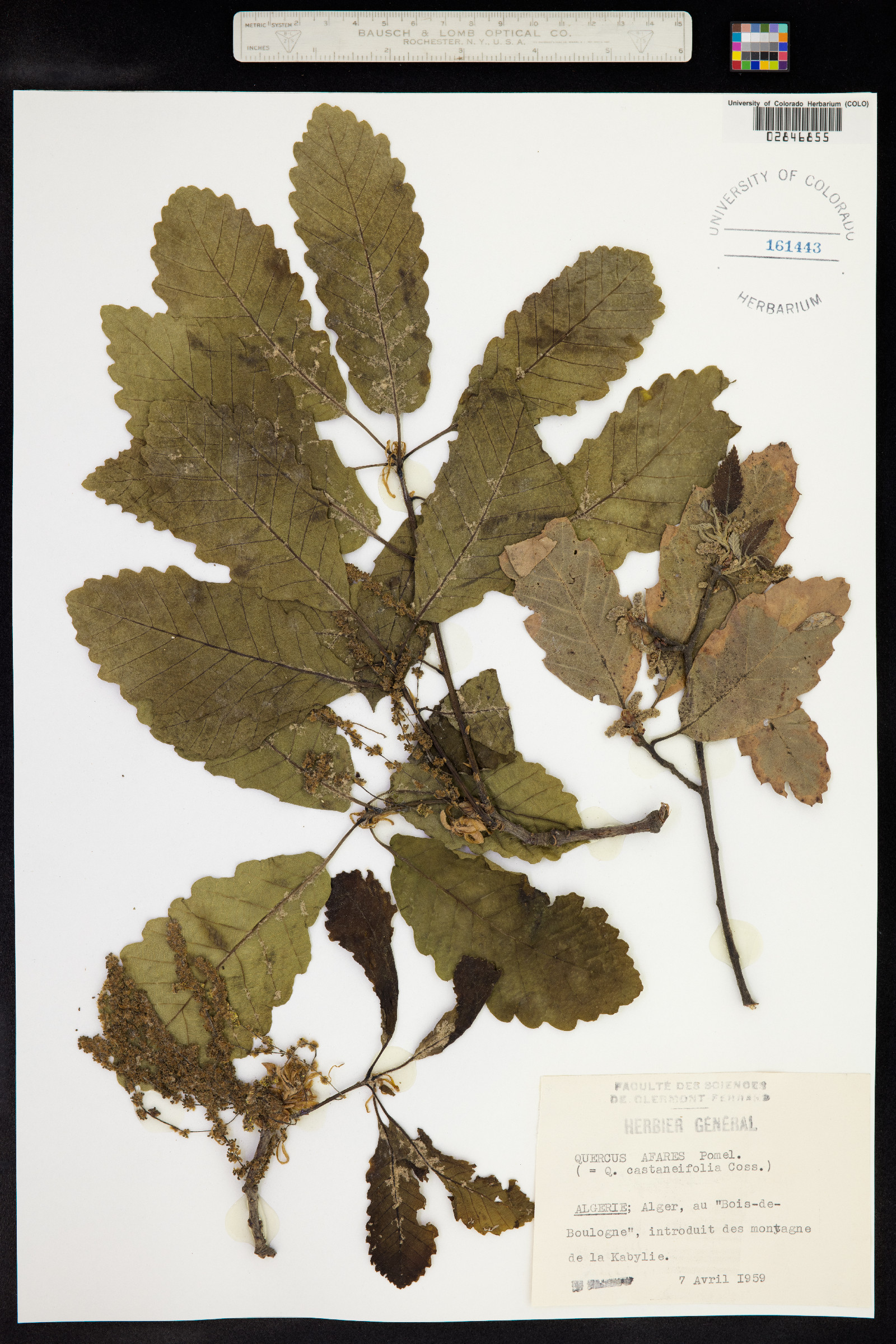 Quercus afares image