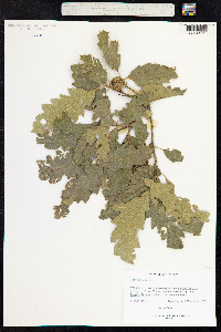 Quercus cerris image
