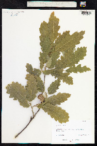 Quercus cerris image