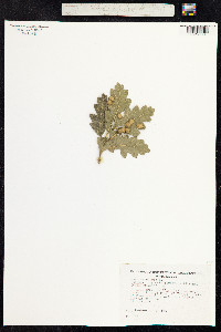 Quercus cerris image