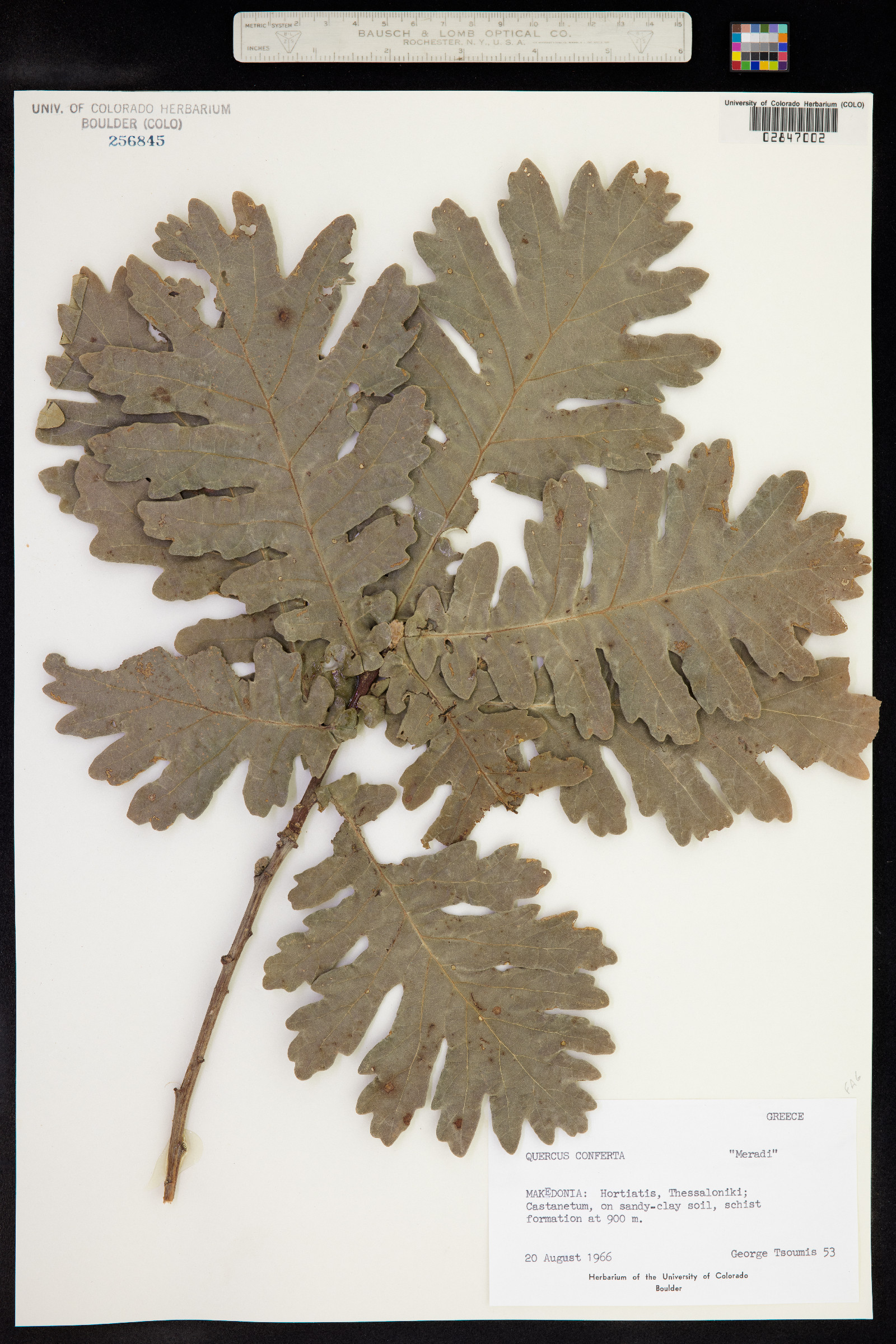 Quercus frainetto image