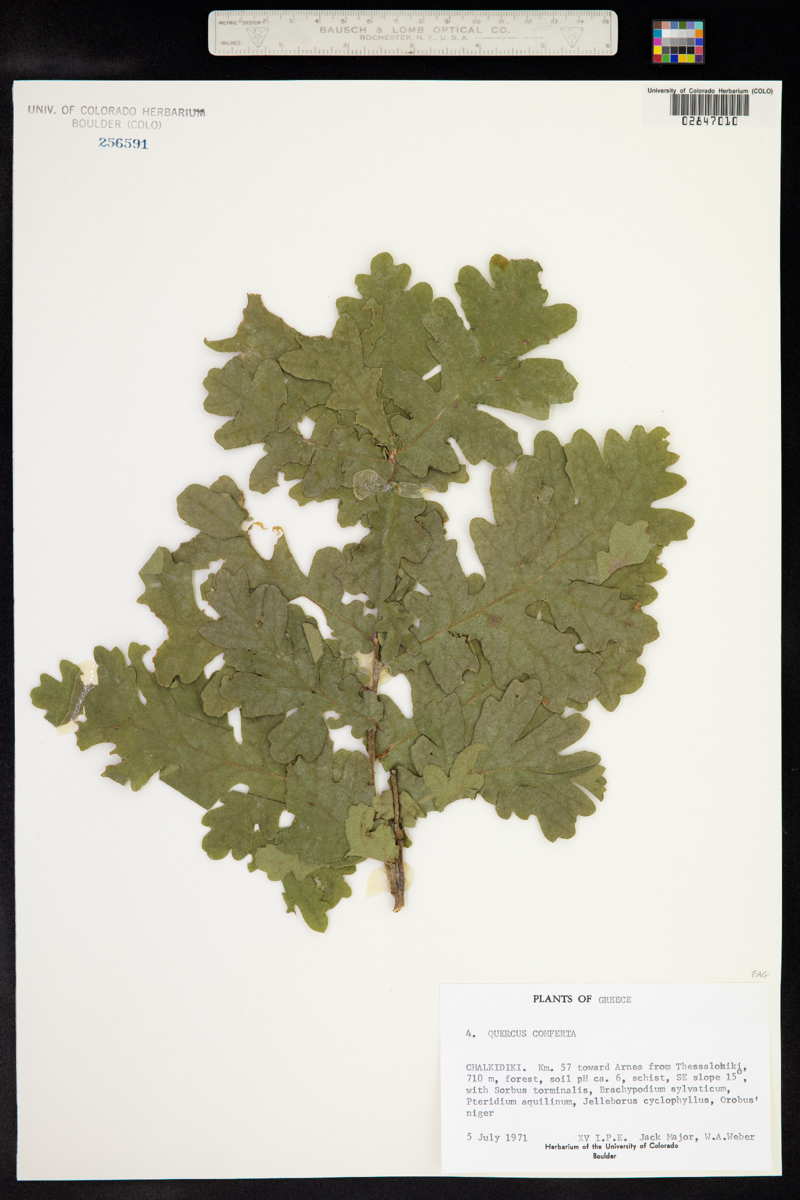 Quercus frainetto image