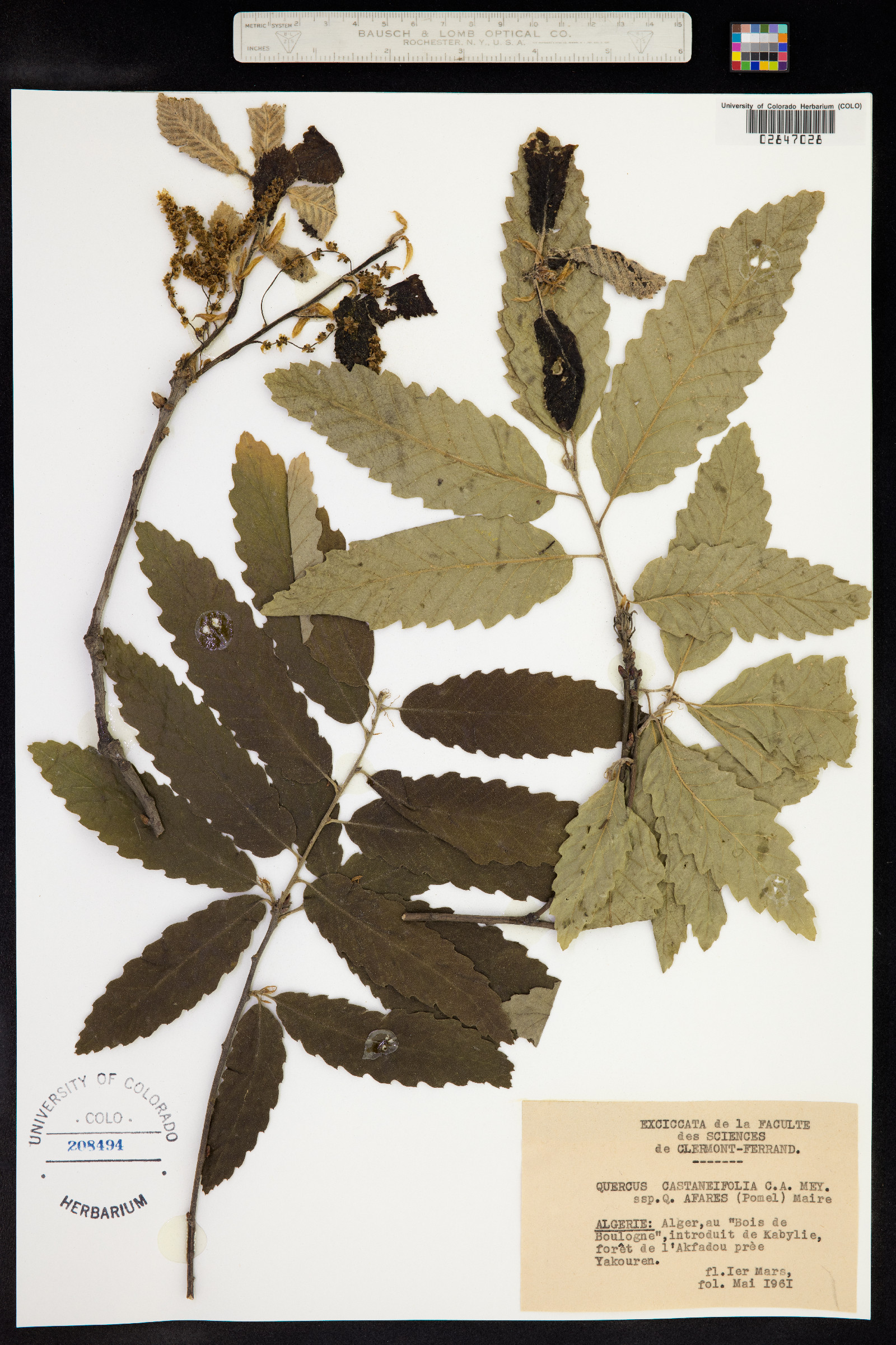 Quercus castaneifolia image