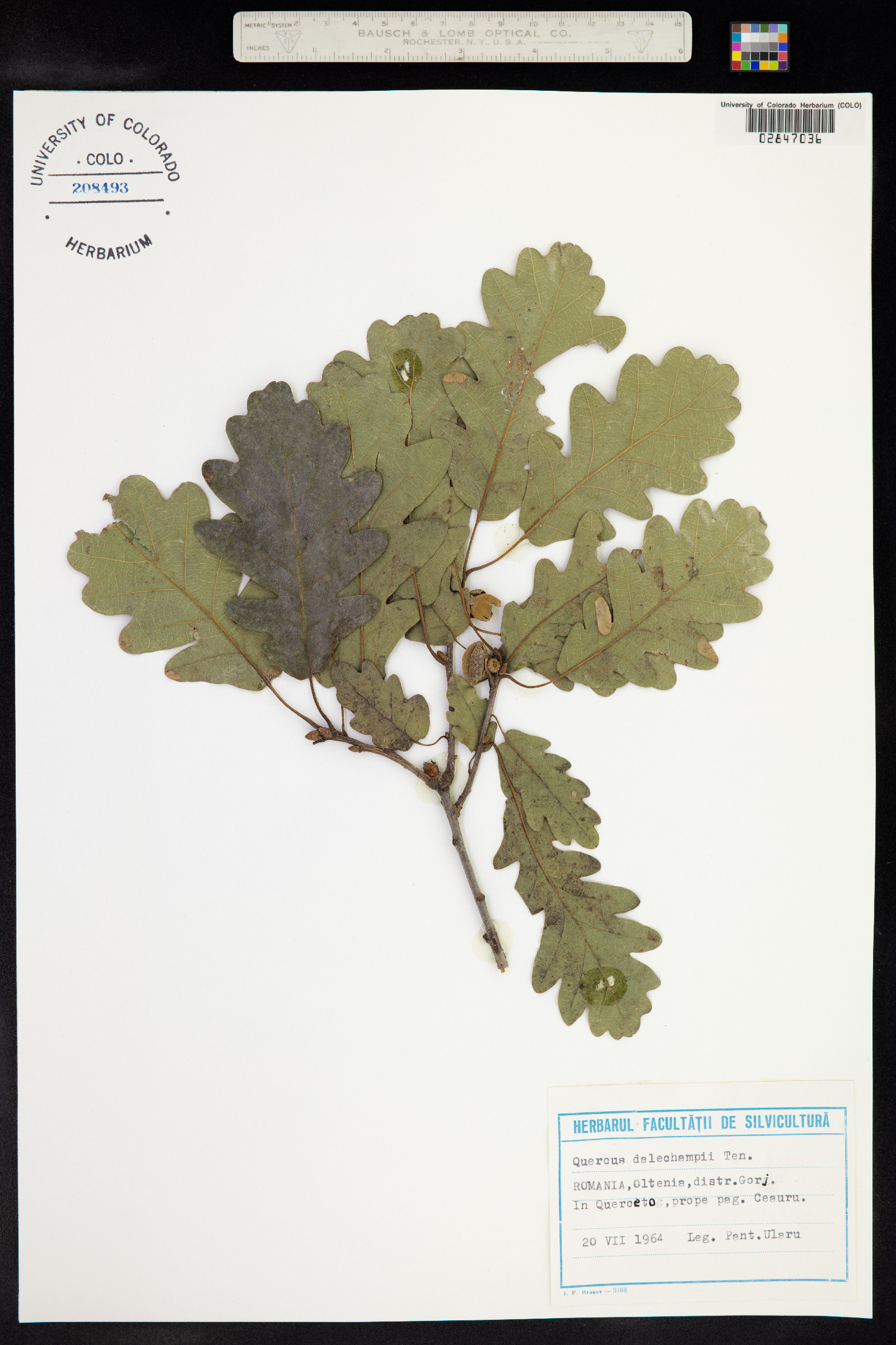 Quercus dalechampii image