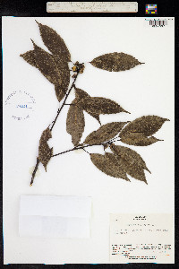 Quercus glauca image