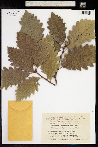 Quercus petraea image