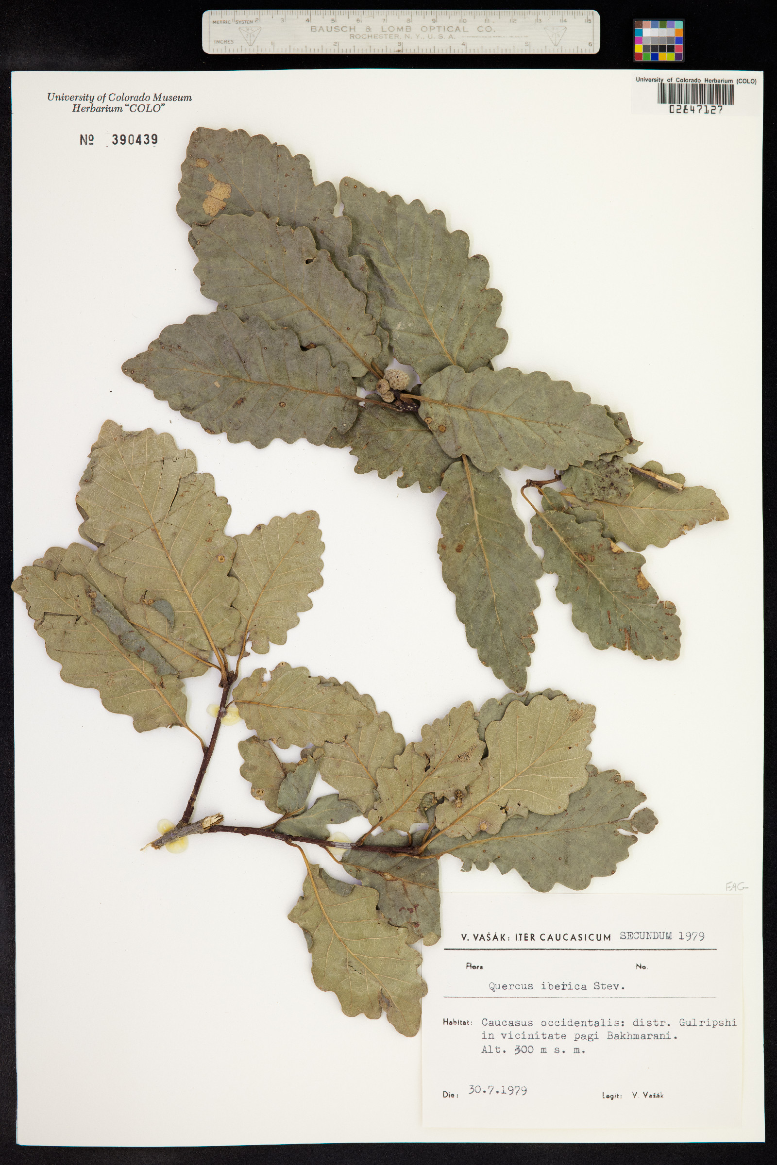 Quercus petraea subsp. polycarpa image