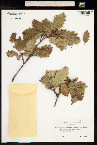 Quercus petraea image