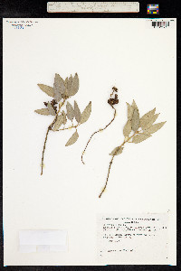 Quercus ilex image