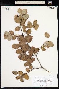 Quercus ilex image