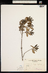 Quercus ilex image