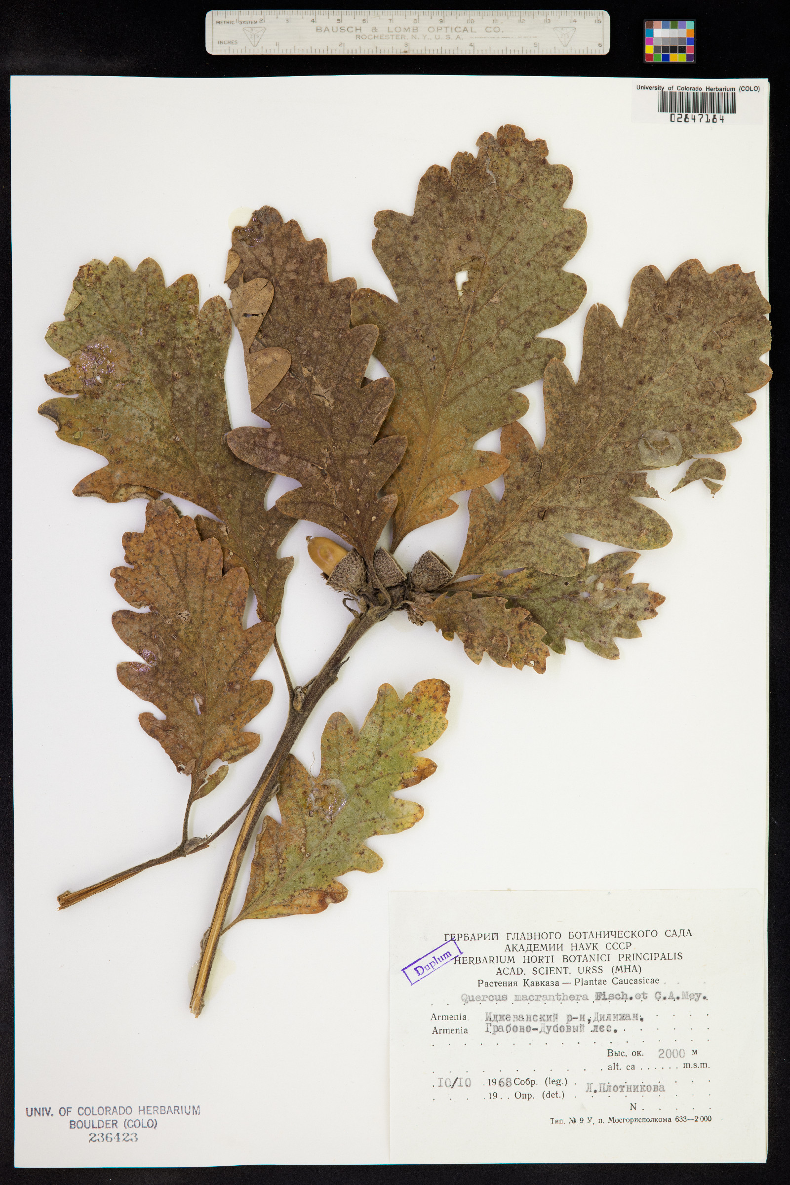 Quercus macranthera image