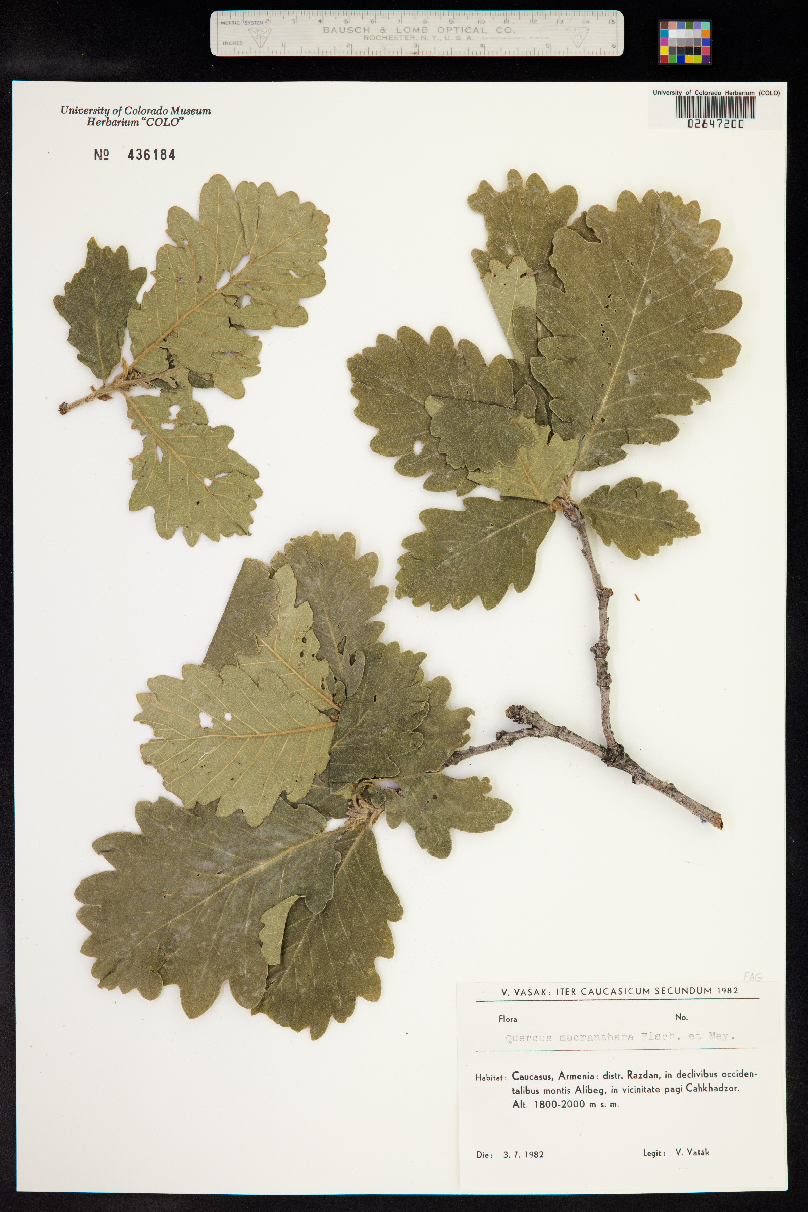 Quercus macranthera image