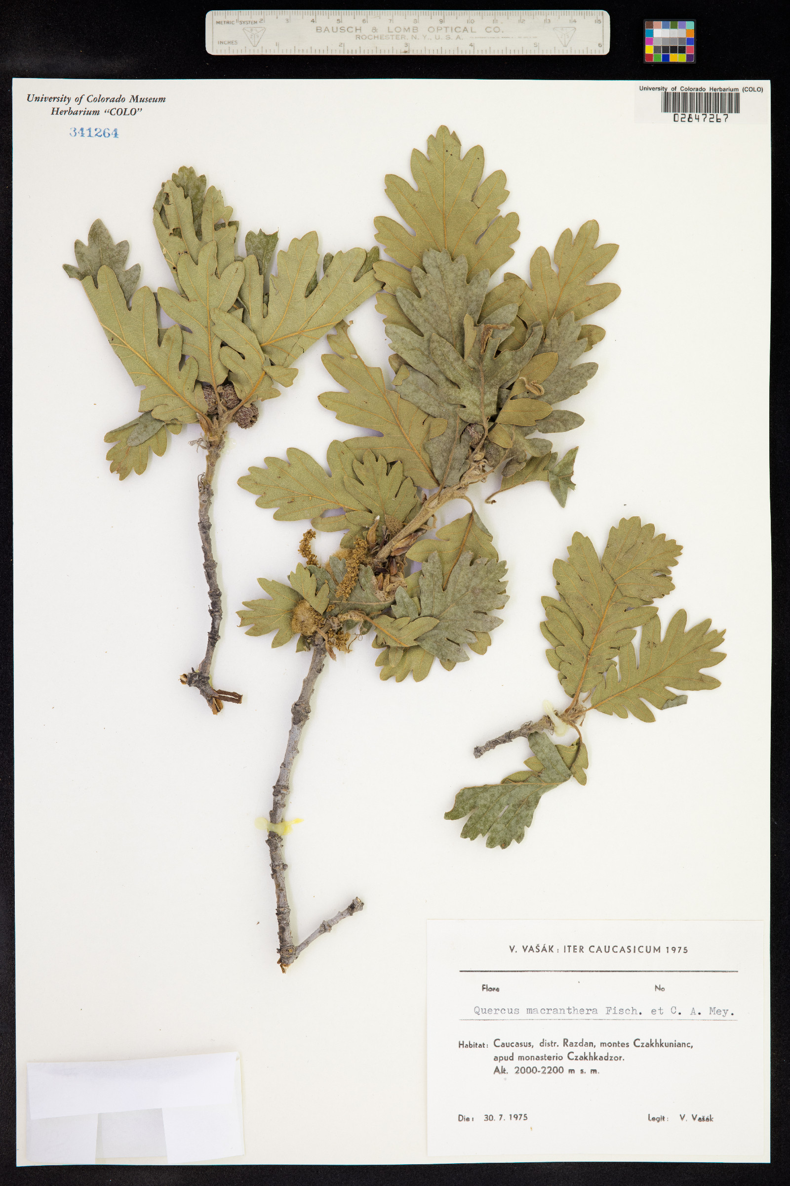 Quercus macranthera image