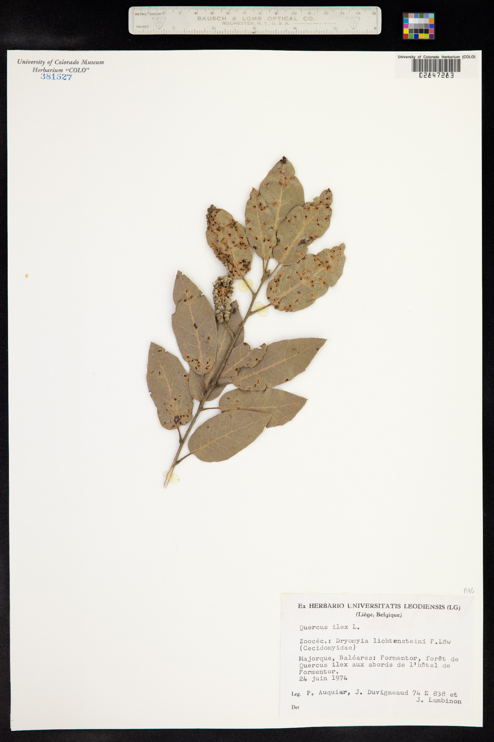 Quercus ilex image