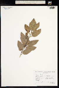 Quercus ilex image