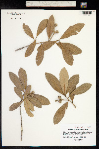 Quercus oleoides image