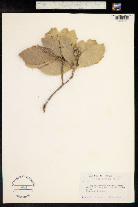 Quercus oleoides image