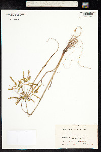 Cyperus iria image