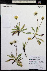 Taraxacum ceratophorum image