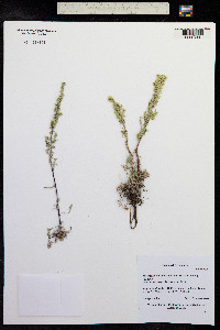 Image of Artemisia campestris