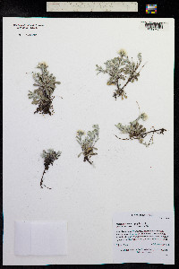 Antennaria microphylla image