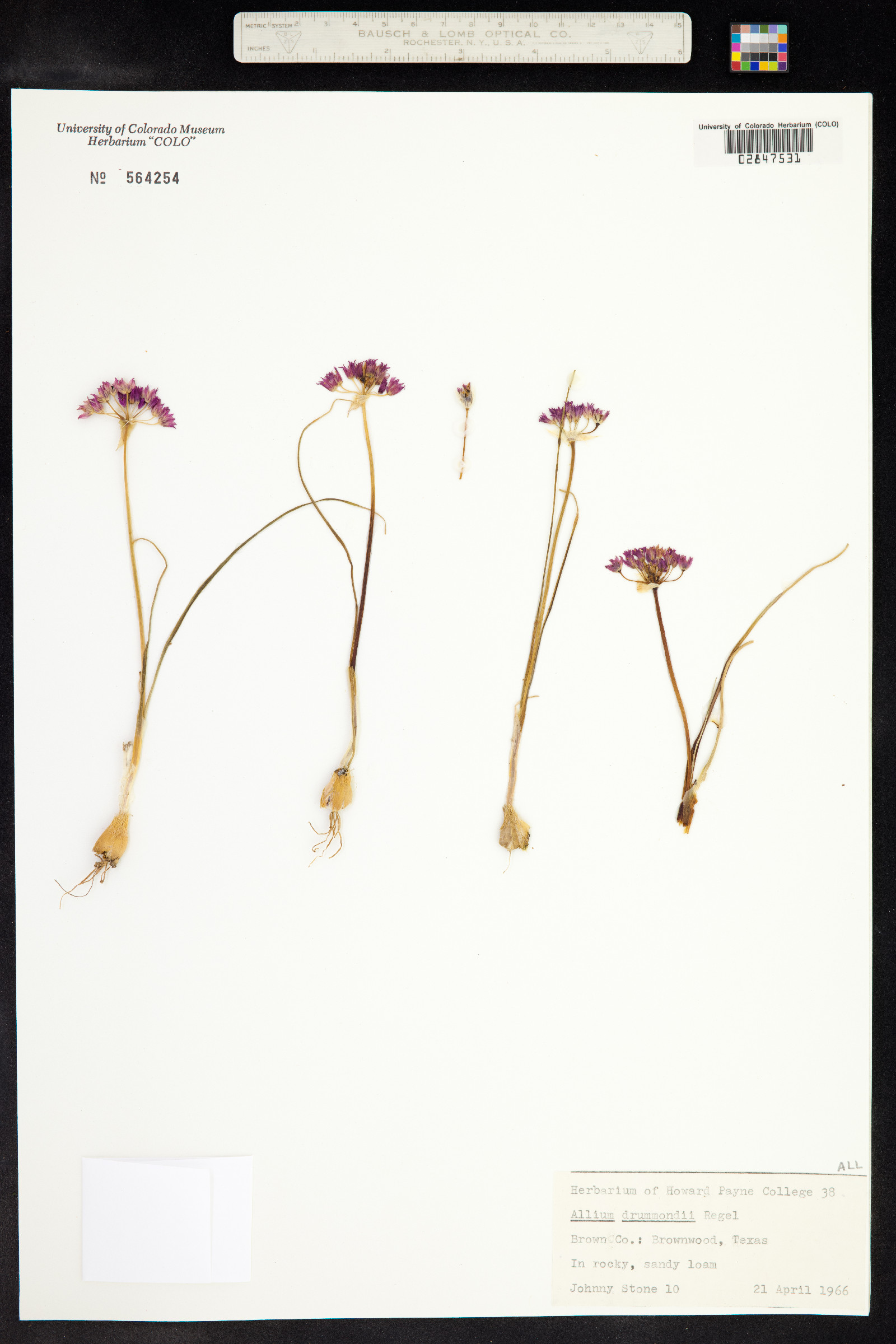 Allium drummondii image