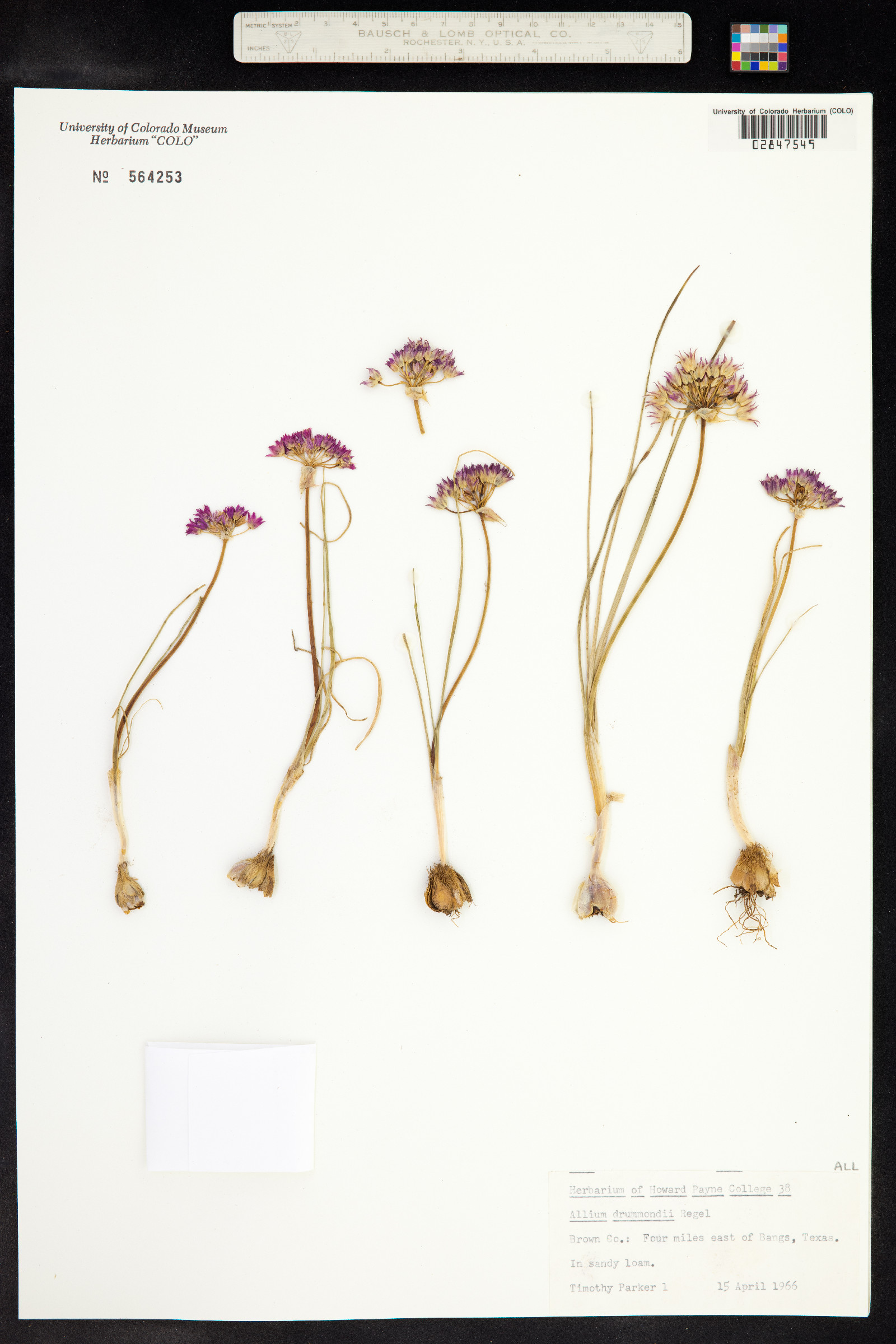 Allium drummondii image