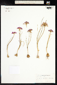 Allium drummondii image