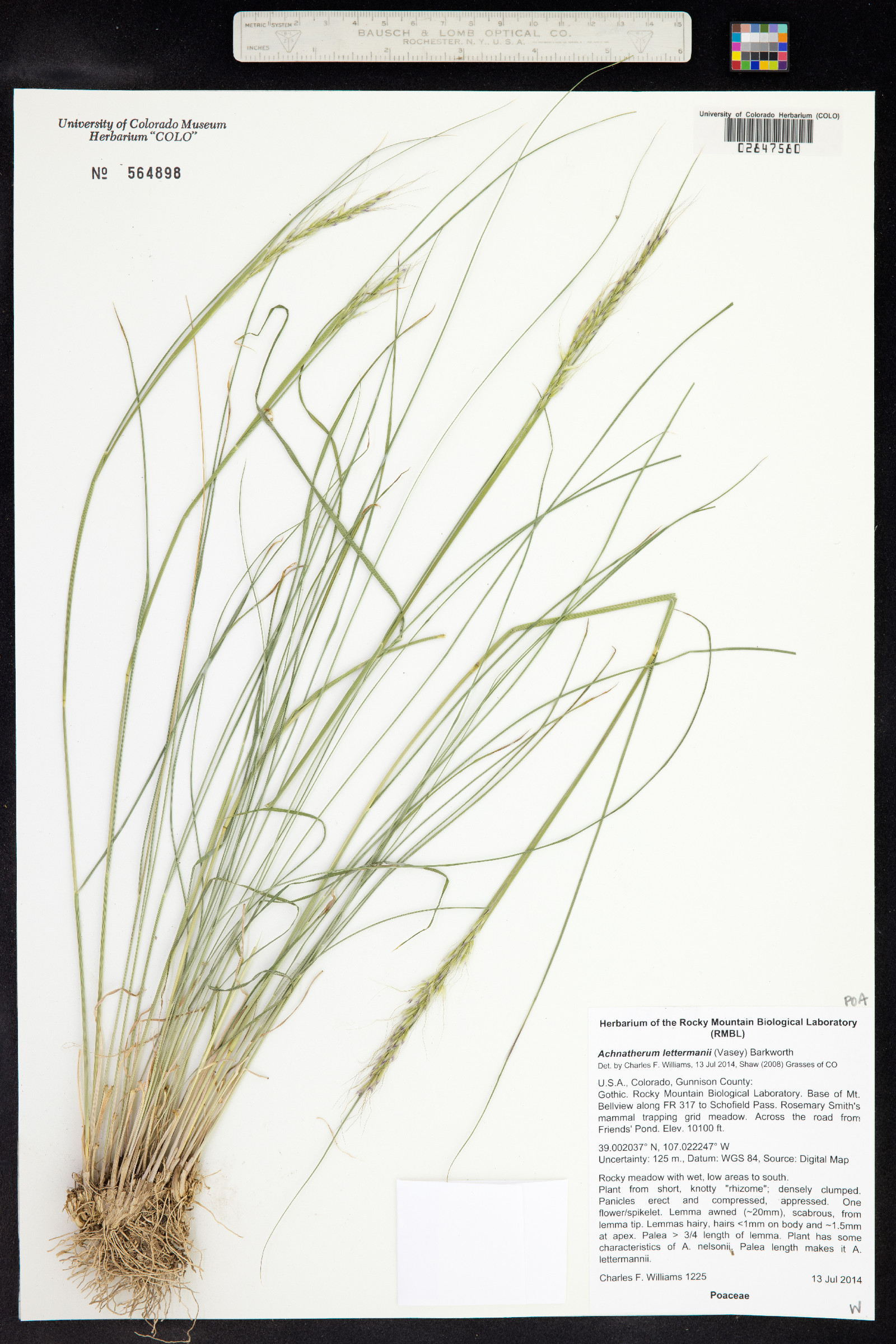 Achnatherum lettermanii image