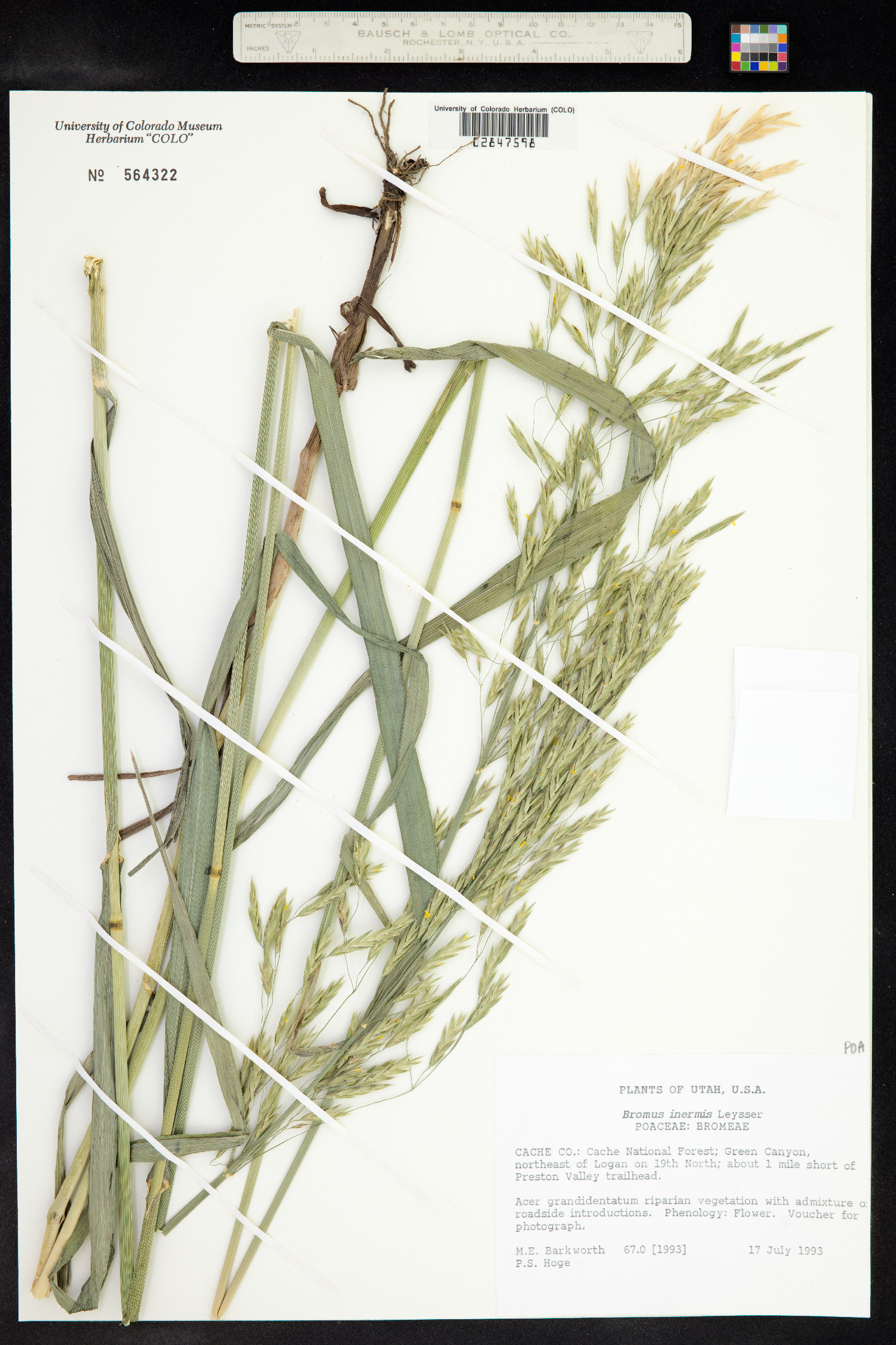 Bromus inermis image