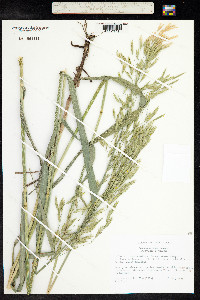 Bromus inermis image