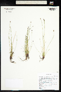 Eleocharis acicularis image