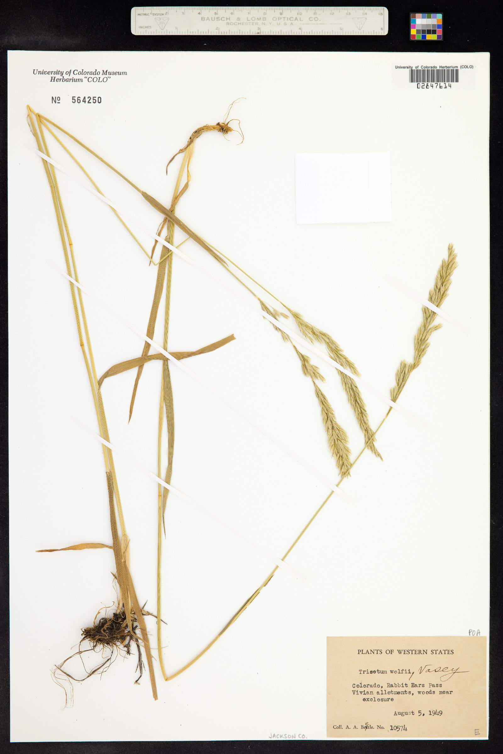 Graphephorum wolfii image