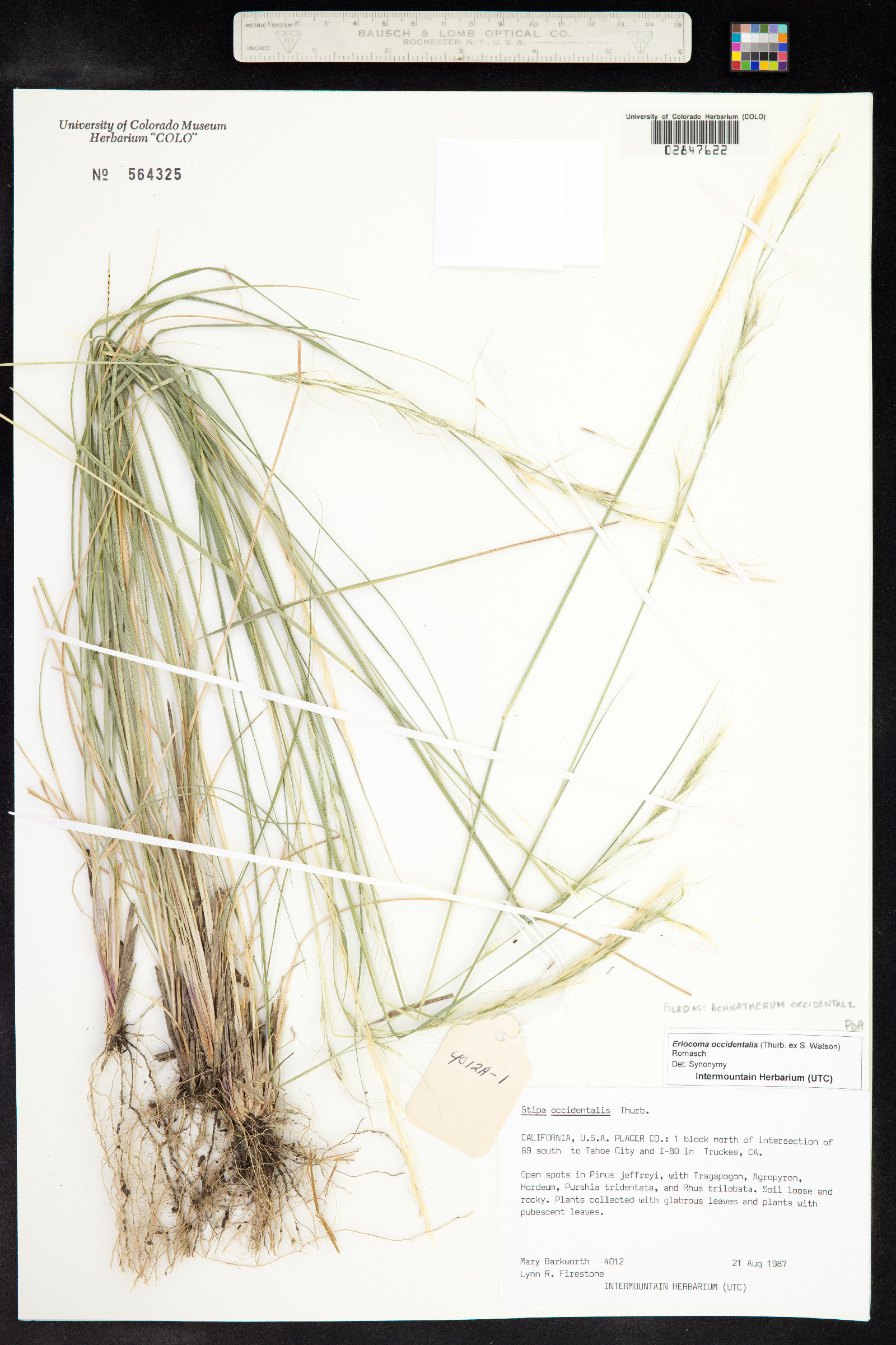 Achnatherum occidentale image
