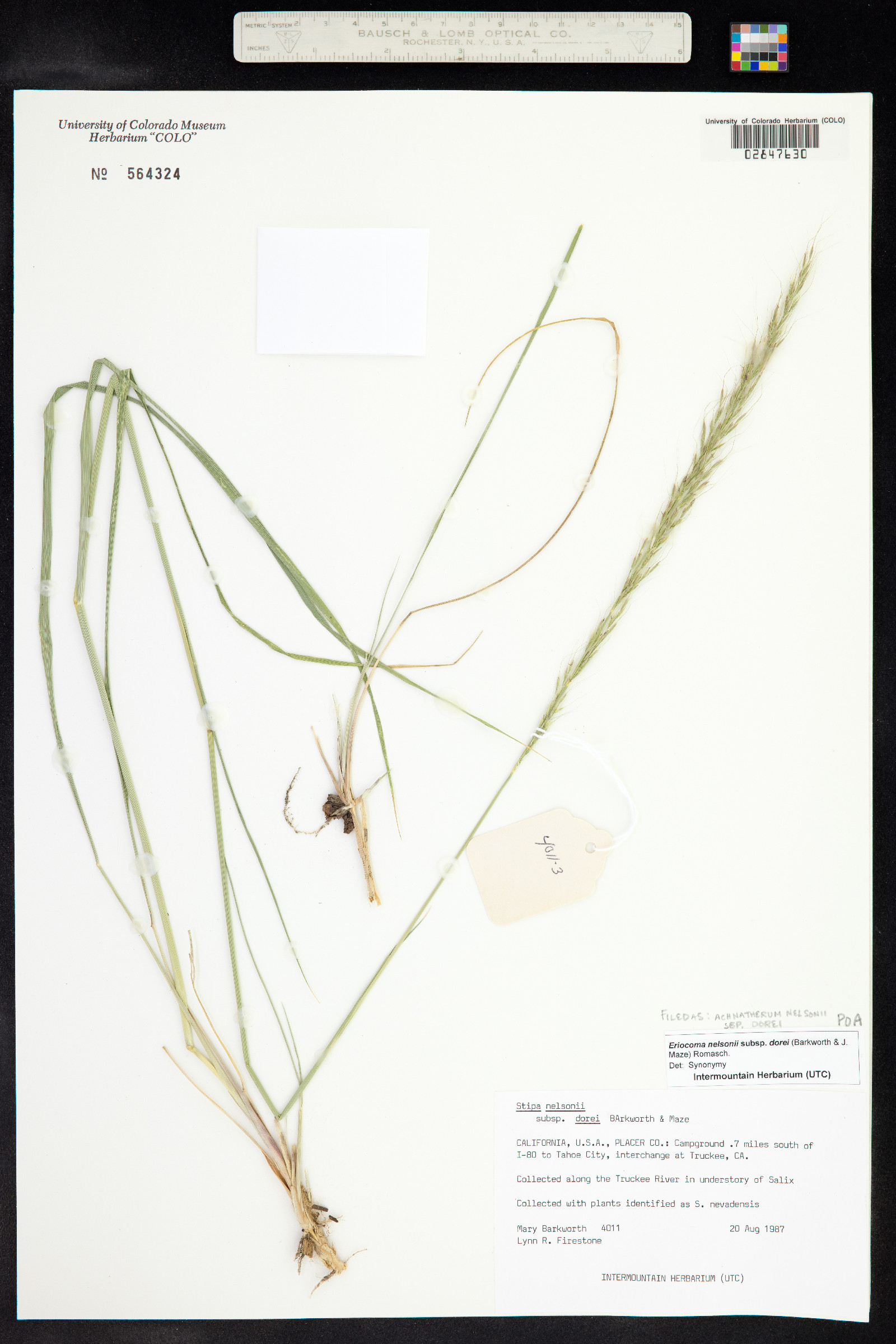 Achnatherum nelsonii image