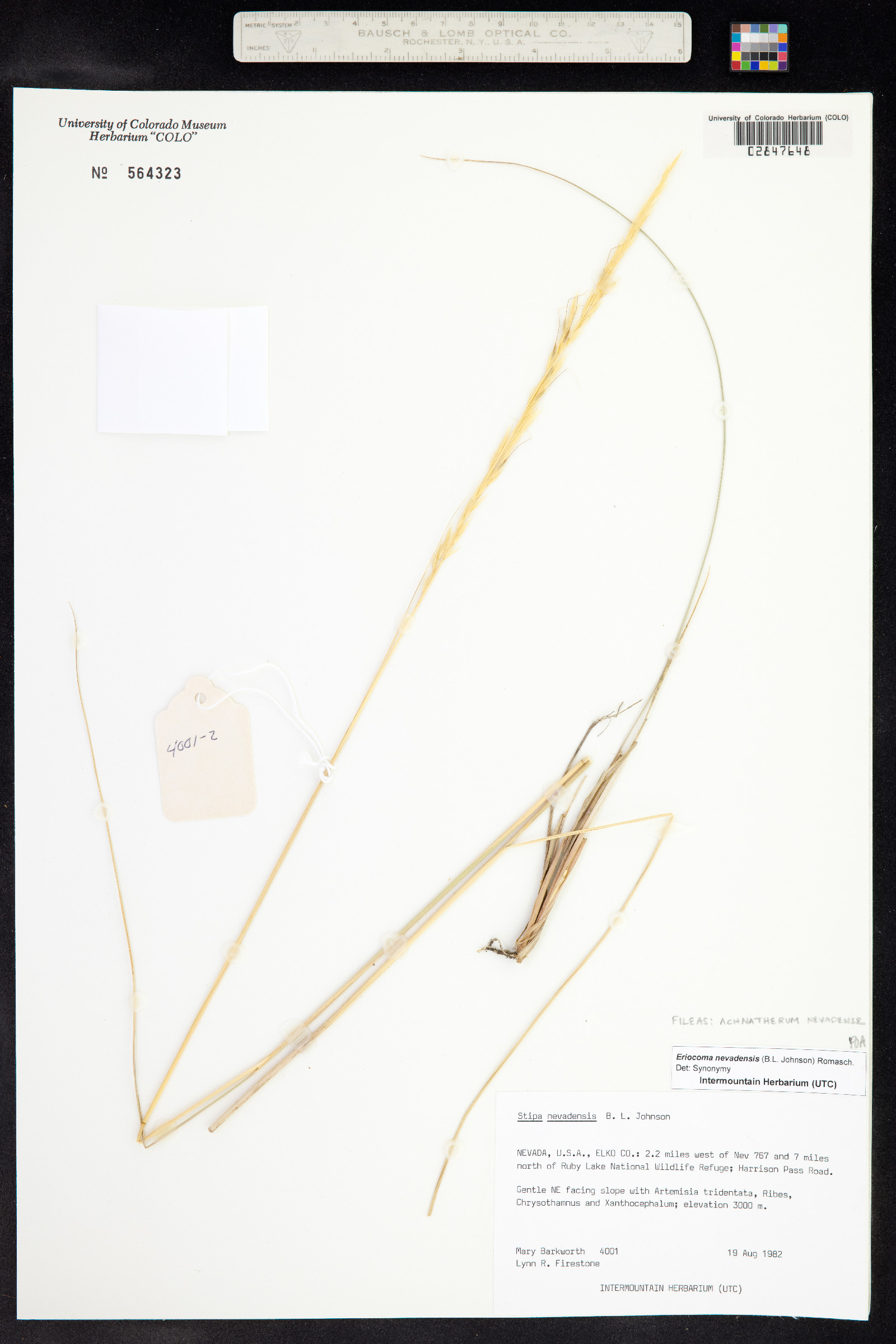 Achnatherum nevadense image