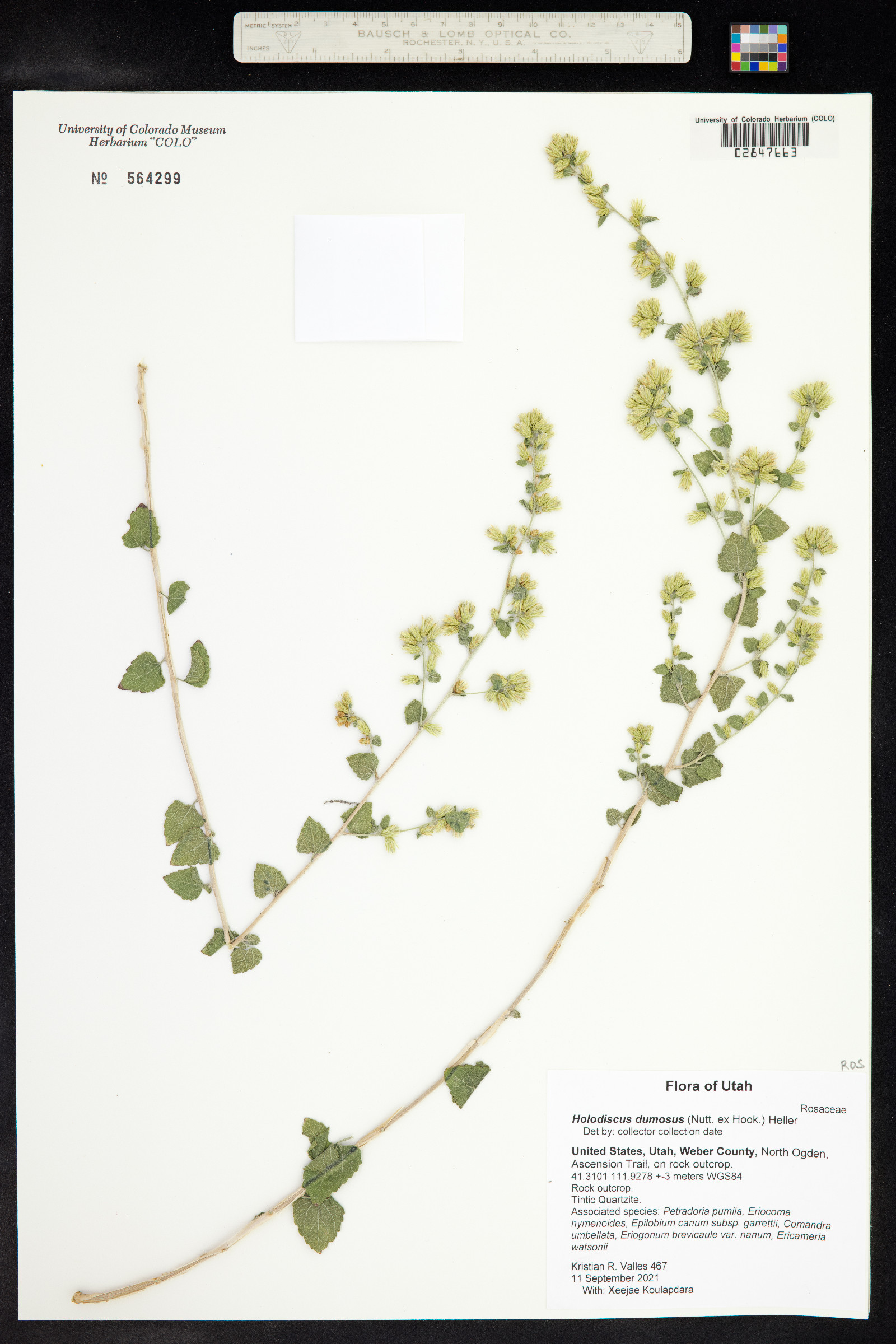 Holodiscus discolor var. dumosus image