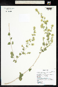 Holodiscus discolor var. dumosus image