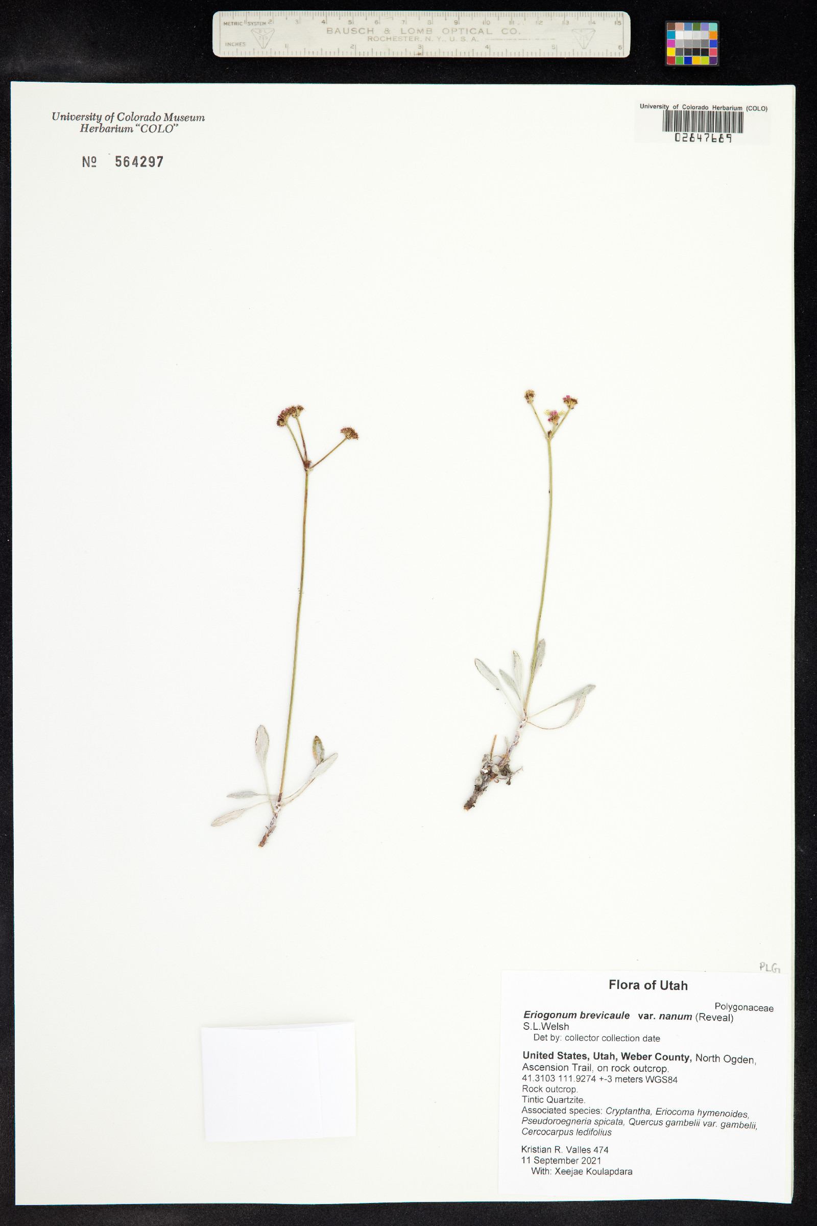 Eriogonum brevicaule image