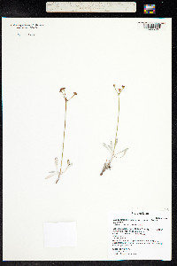 Eriogonum brevicaule image