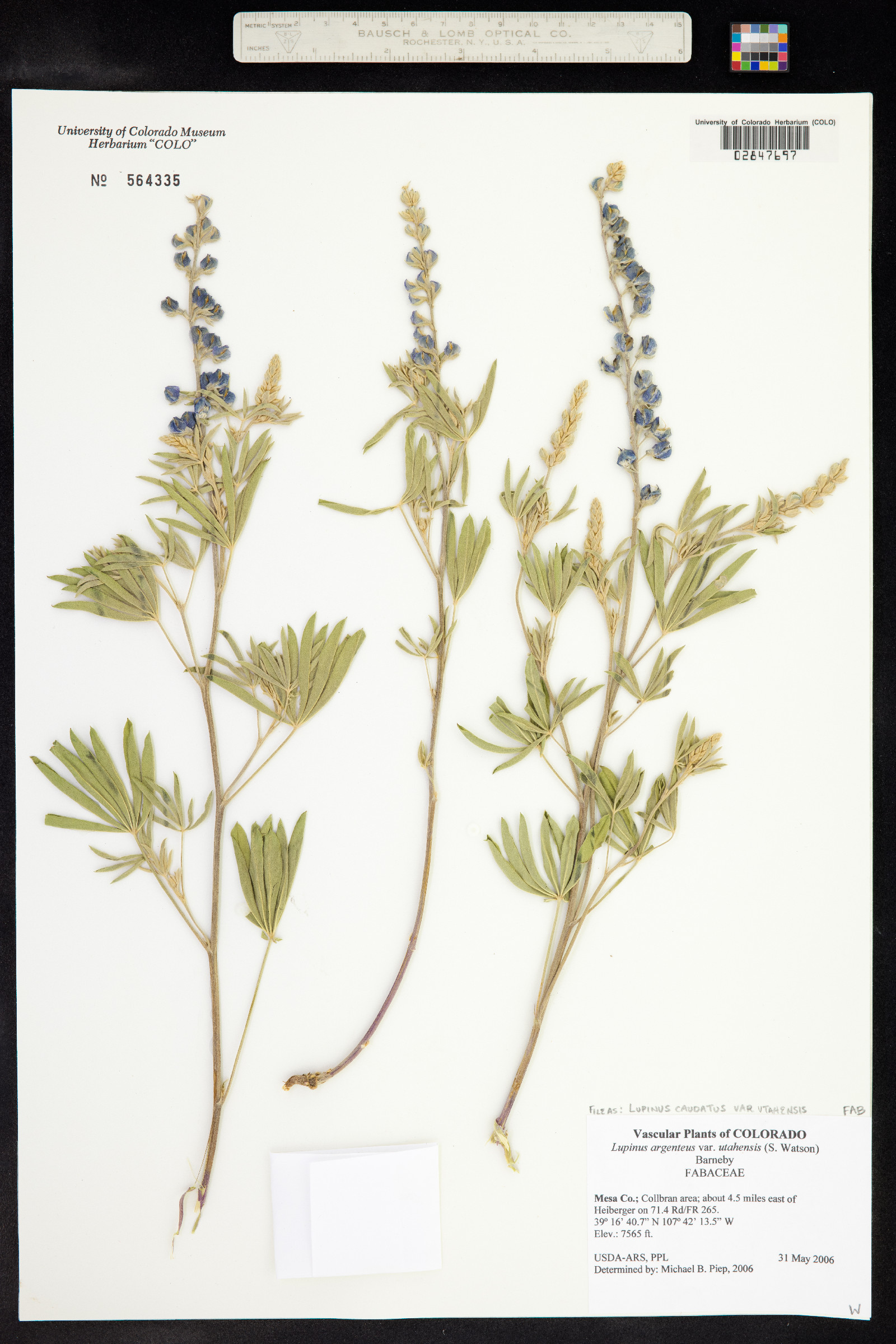 Lupinus caudatus image