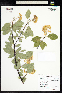 Cornus sericea ssp. sericea image