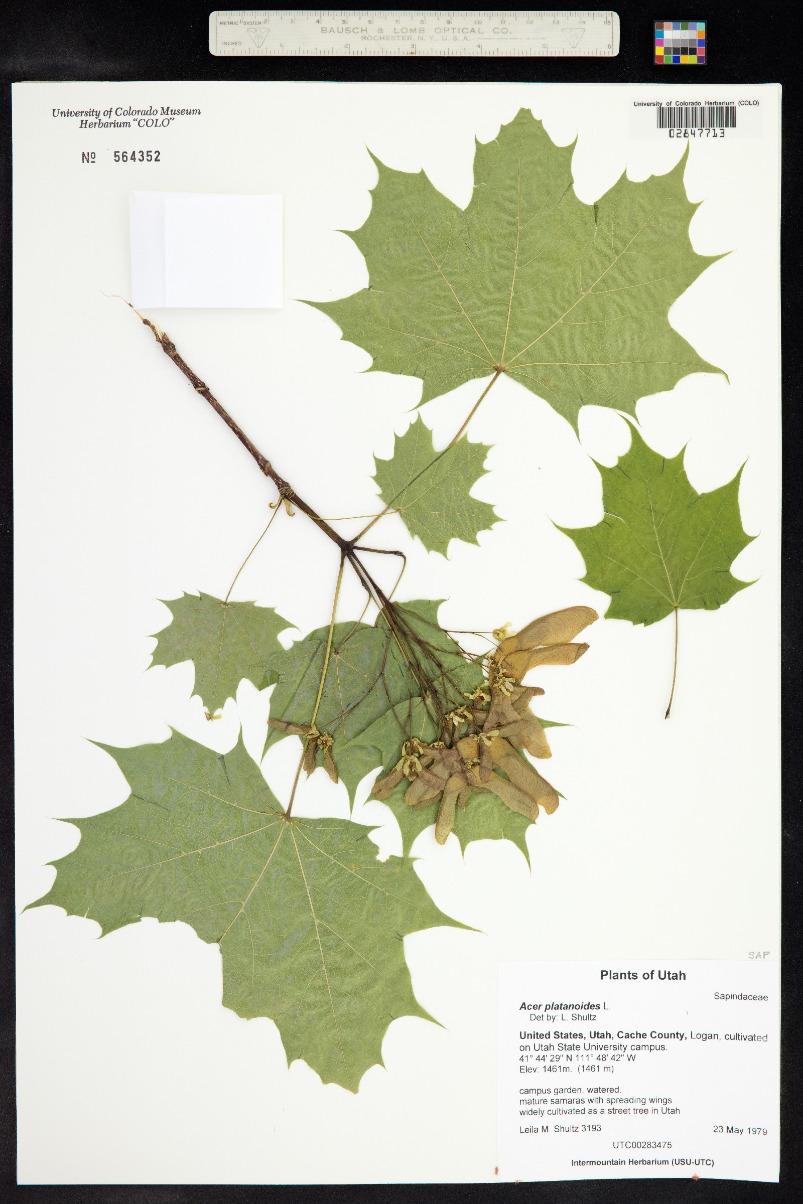 Acer platanoides image