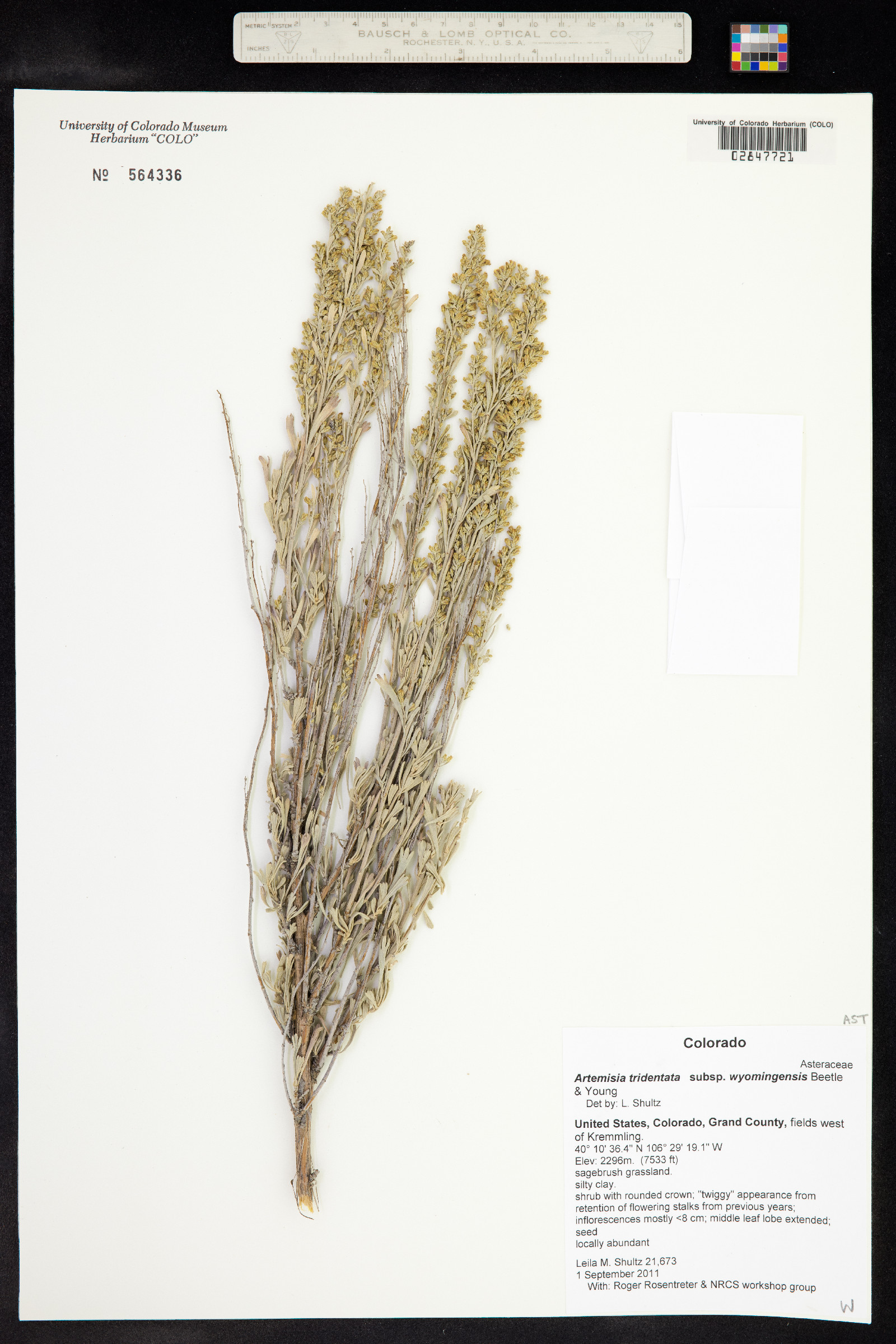 Artemisia tridentata ssp. wyomingensis image