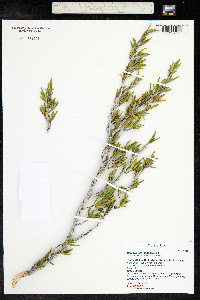 Cercocarpus ledifolius image