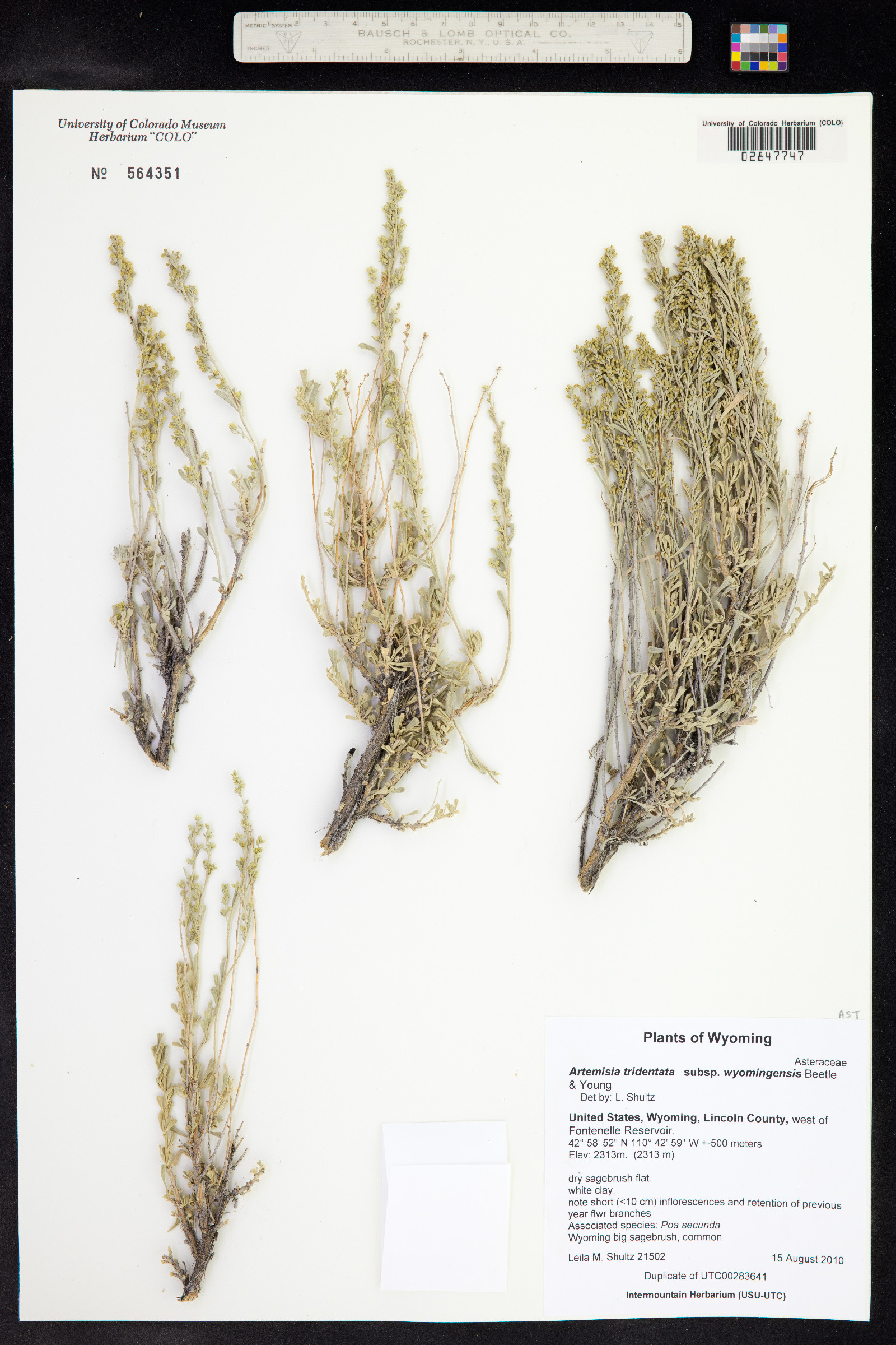 Artemisia tridentata image